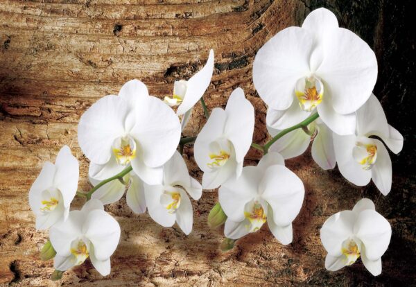 Fotomural Orquídeas Blanca 1017 VE
